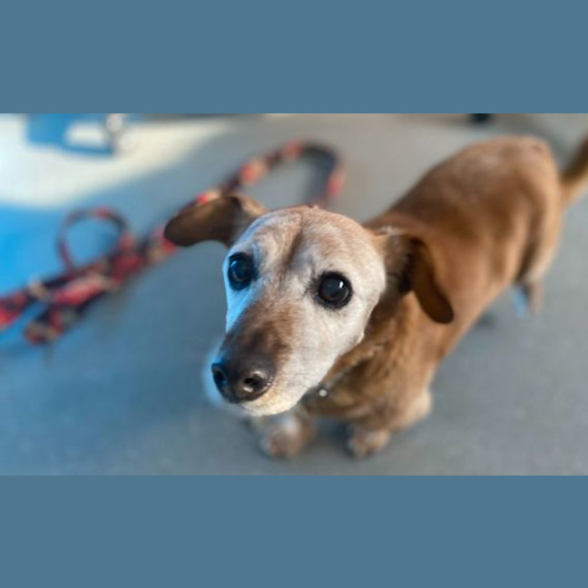 Photo of Milo
