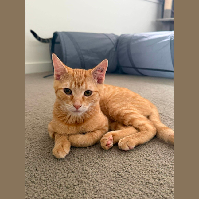 Photo of Honey
