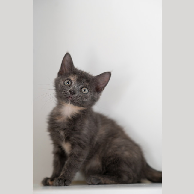 Photo of Tally