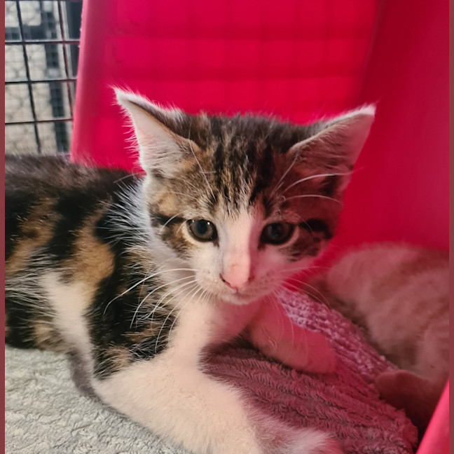 Photo of Buttercup