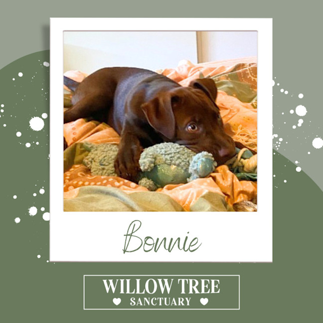 Photo of Bonnie