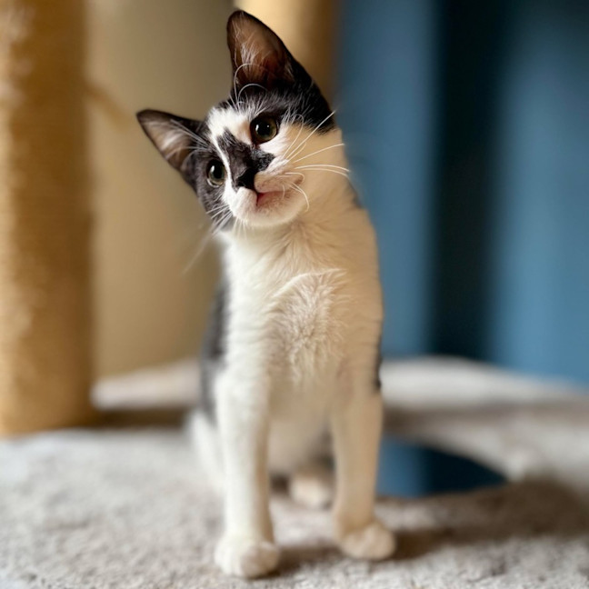 Photo of Boggle   Located In Templestowe