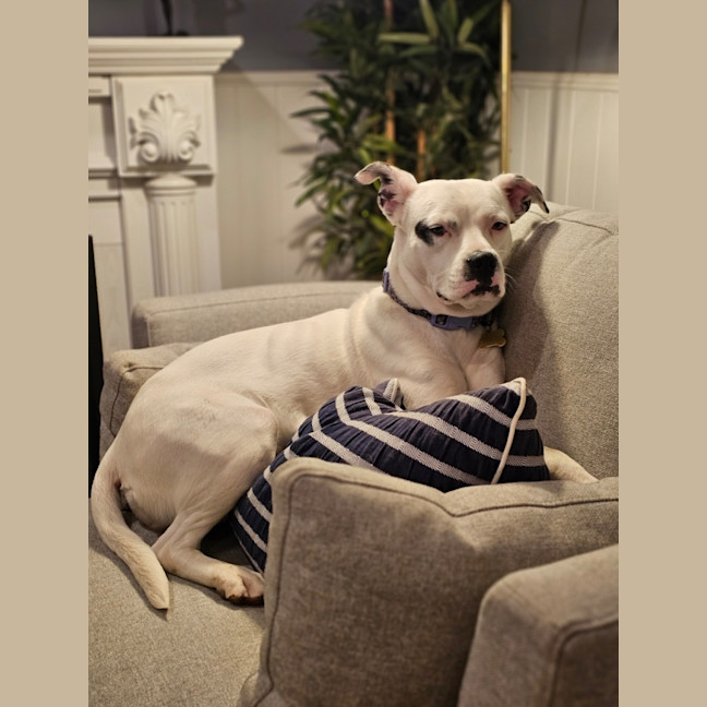 Photo of Hinkypunk