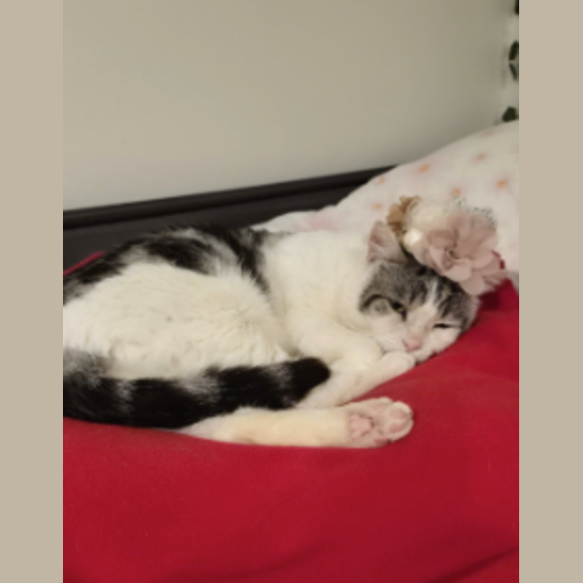 Photo of Dudley