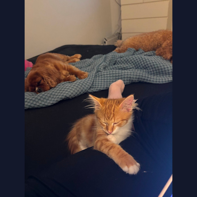 Photo of Ginger Snap