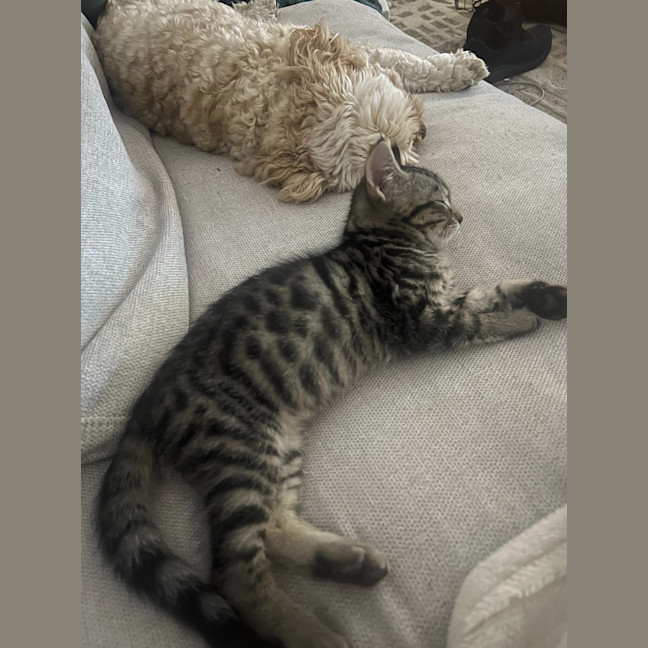 Photo of Pegi (Aka Tent Peg)