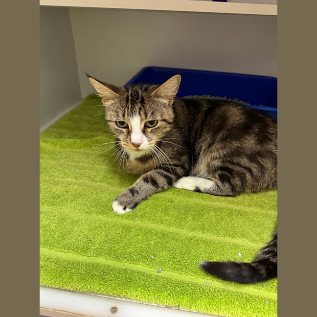 Photo of Sadie The Purring Lady