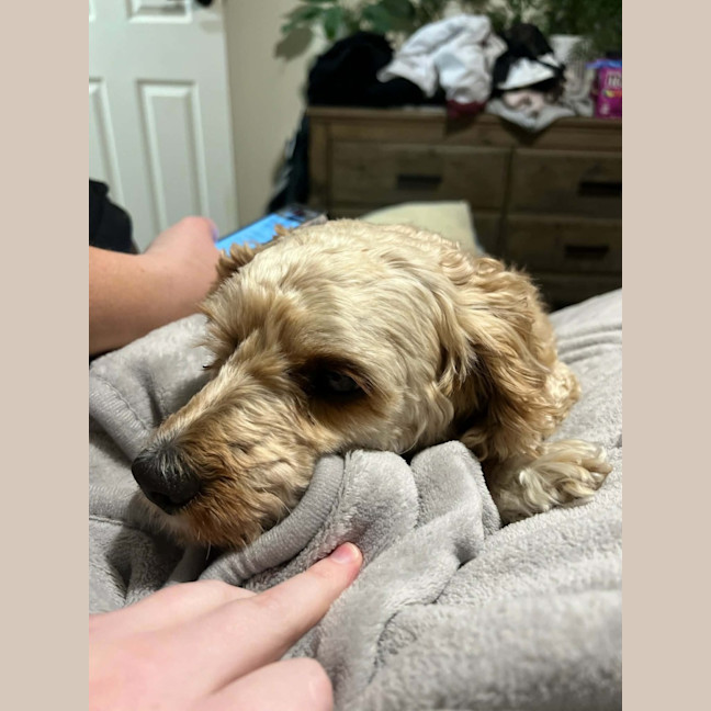 Photo of Ollie