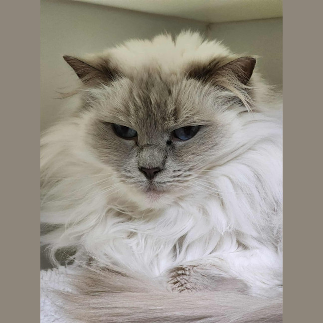 Photo of 🐱 Nahla 6461 🐱