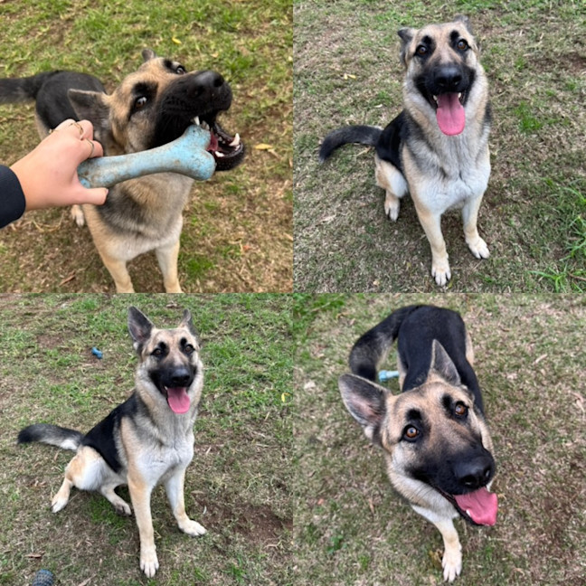 Photo of Luna