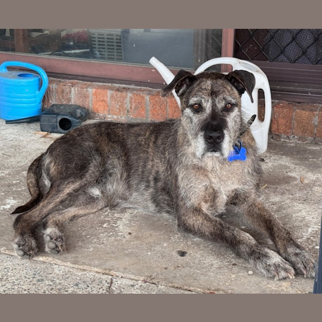 Photo of Trusty *$250 Adoption Fee*
