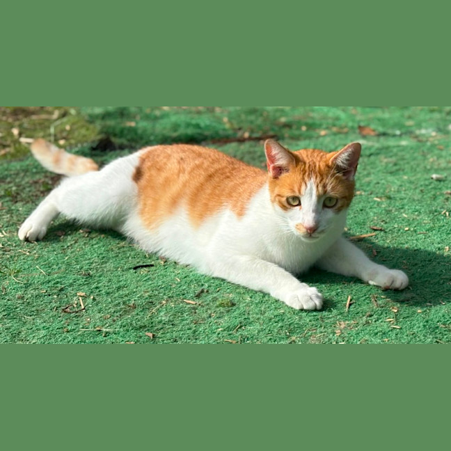 Photo of Sheldon