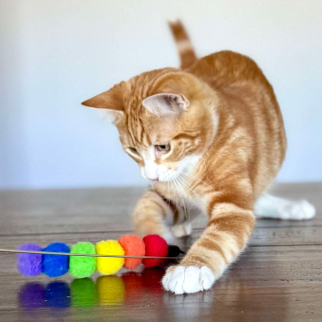 Photo of Monkey   Located In Templestowe