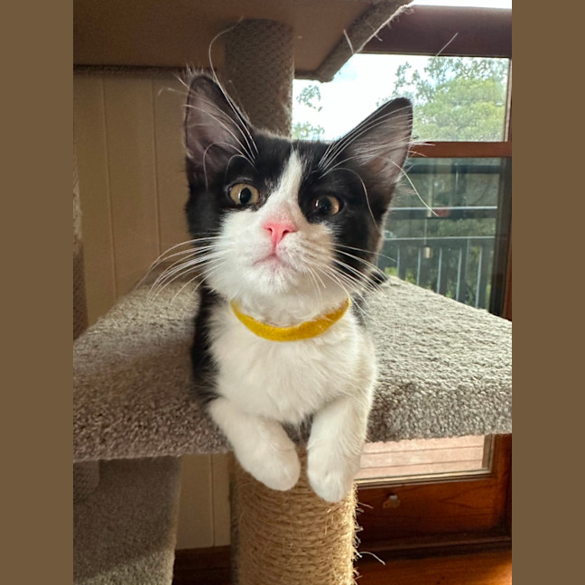 Photo of Pickle