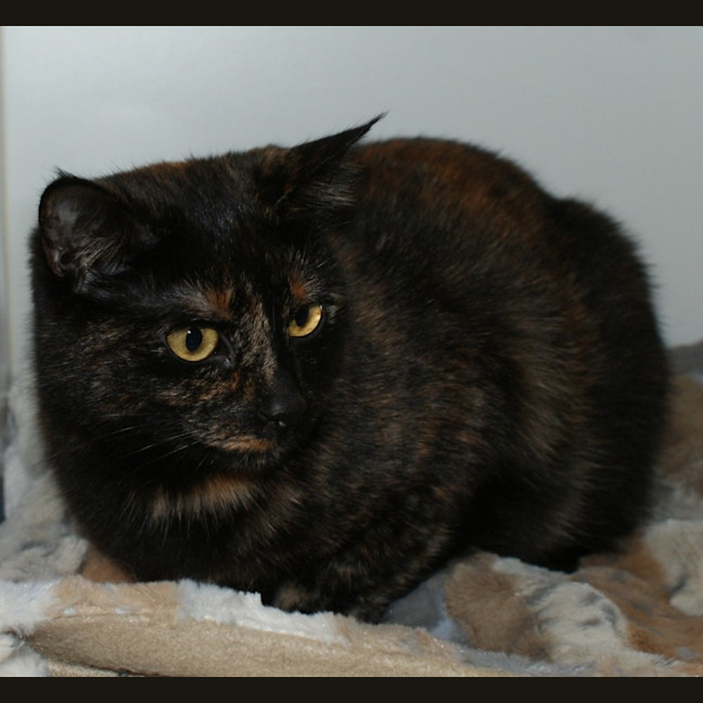 Photo of Cinta Rstk000994