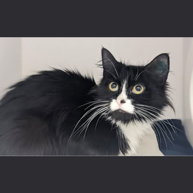 Photo of Midnight
