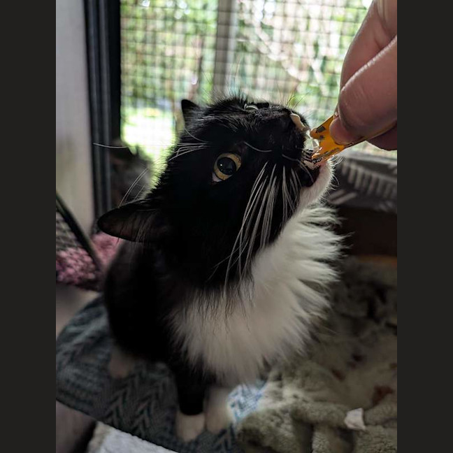 Photo of Coco