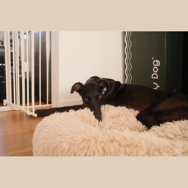 Photo of Ruby, The Greyhound