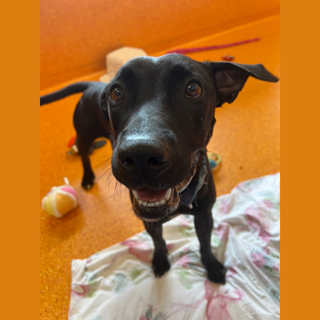 Photo of Tootsi