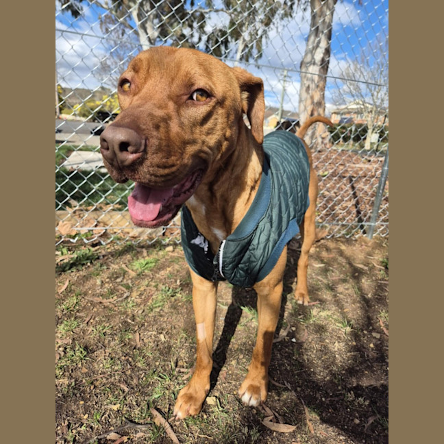 Photo of Pikelet 🥞