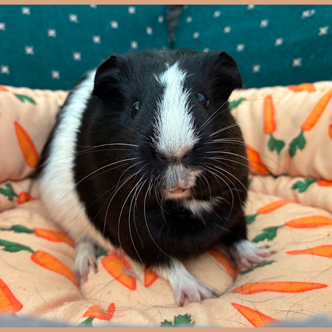 Photo of Elsie