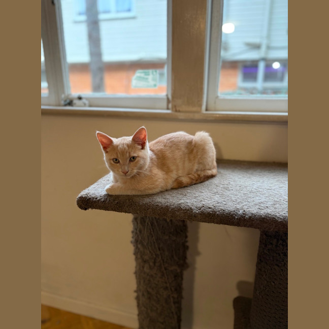 Photo of Toby
