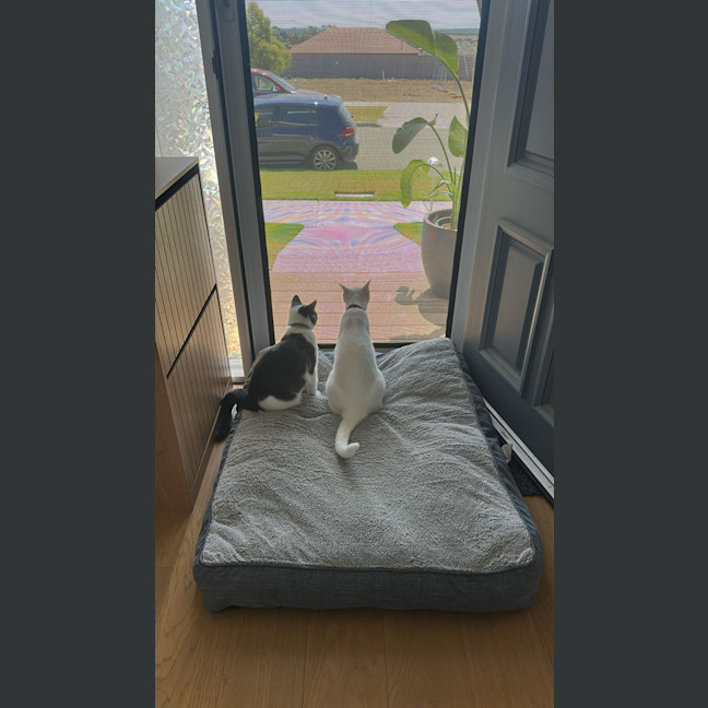 Photo of Casper