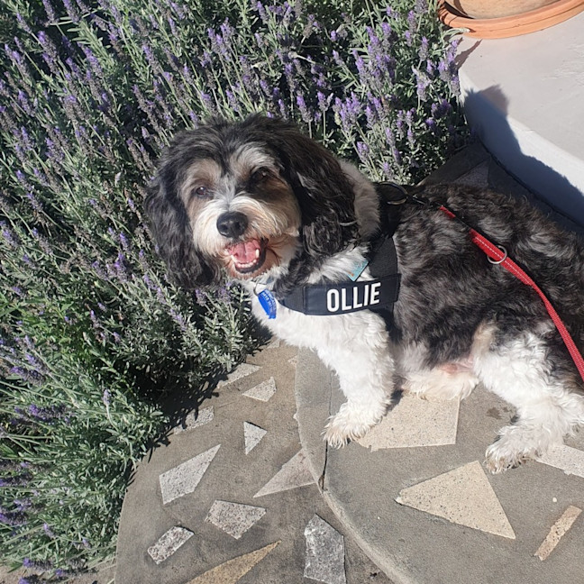 Photo of Ollie & Marlo   10 & 7 Year Old Cavoodle (Trial)