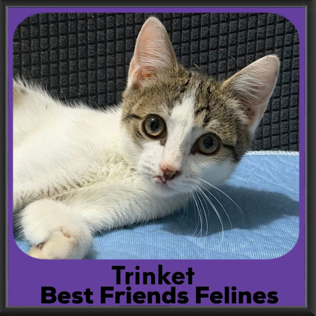 Photo of Trinket