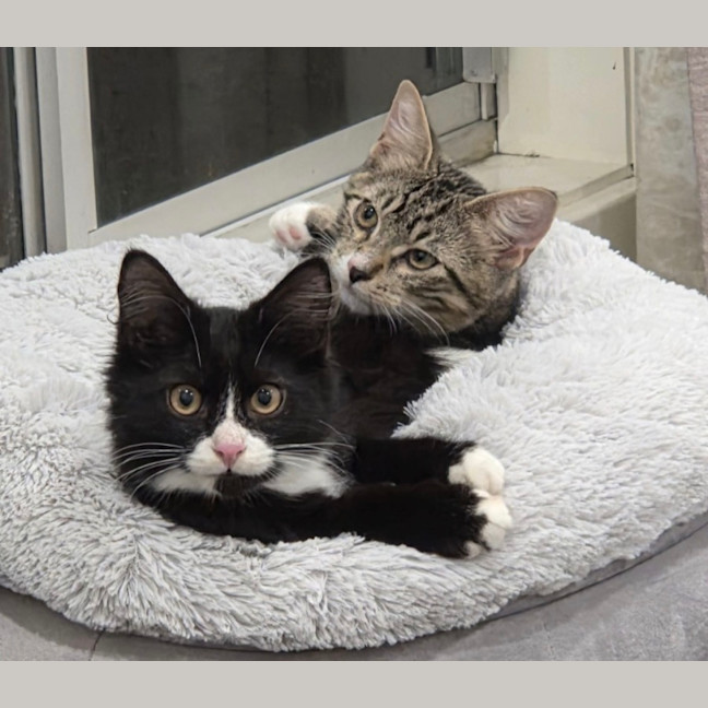 Photo of Harvey & Leo   5 Month Old Domestic Short Hair