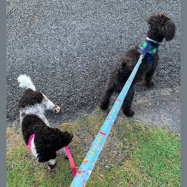 Photo of Boof And Cookie