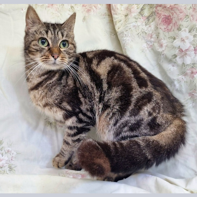 Photo of Roxie