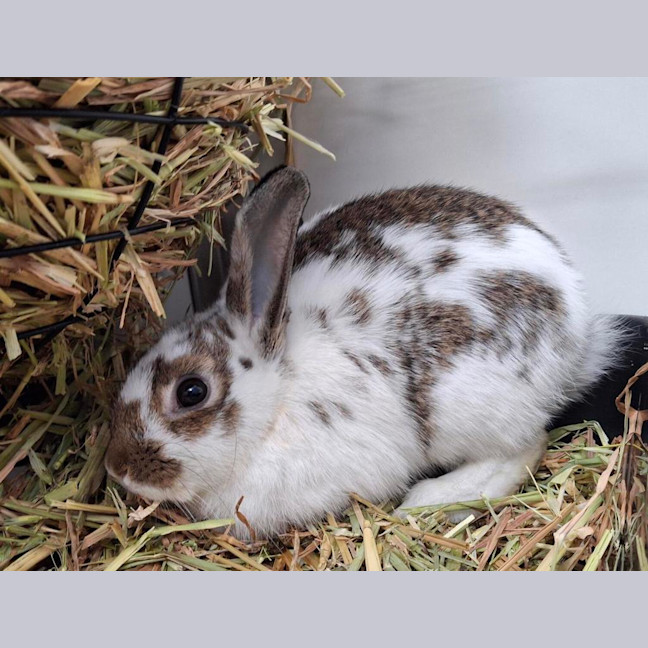Photo of King Bun