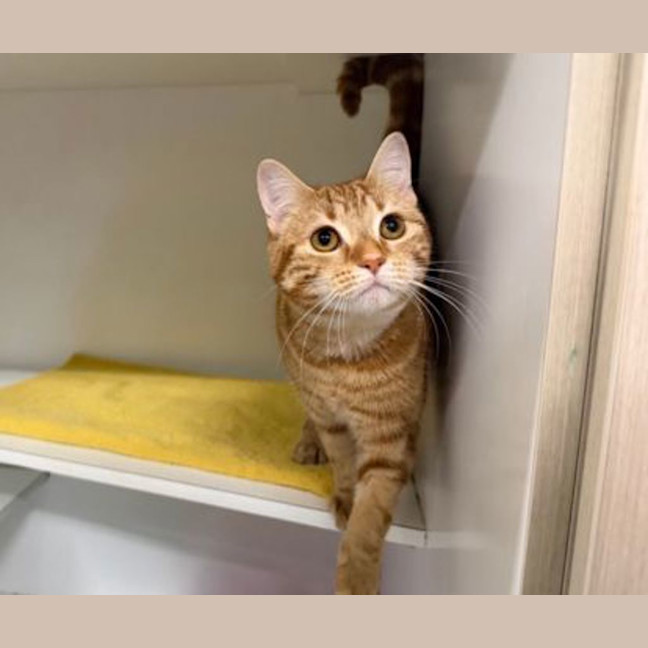 Photo of Honey