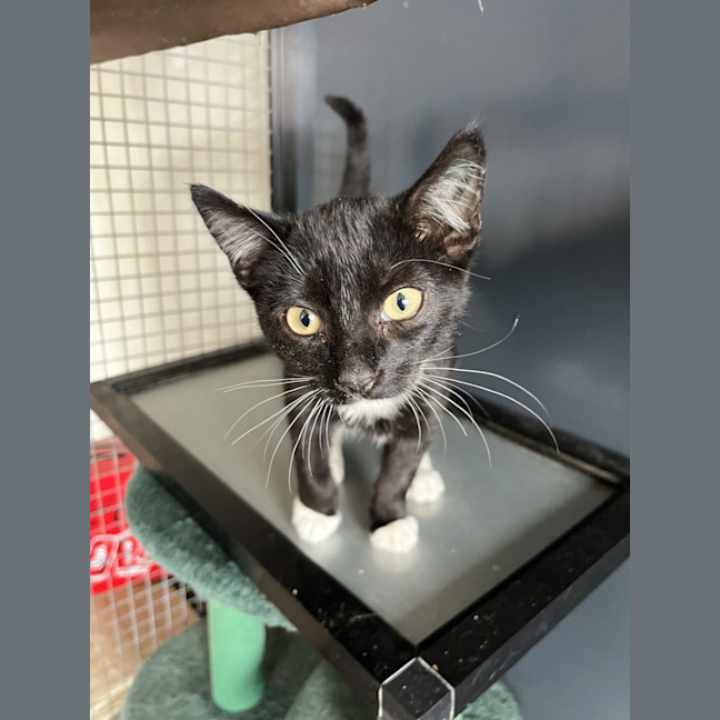 Photo of Jack   Now At Pet Quarters Thornton