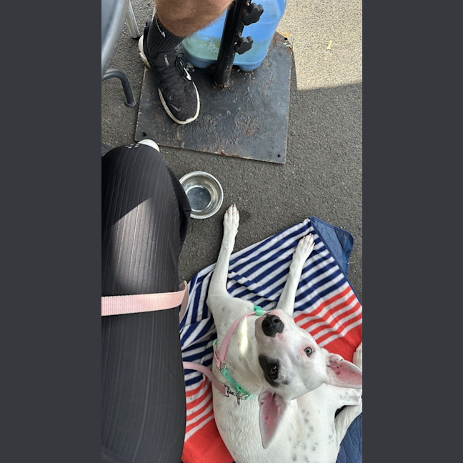 Photo of Luna Lou   1 Year Old Staffy X