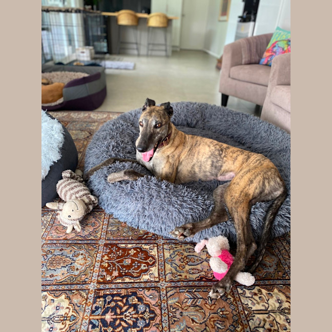 Photo of Brinny The Greyhound