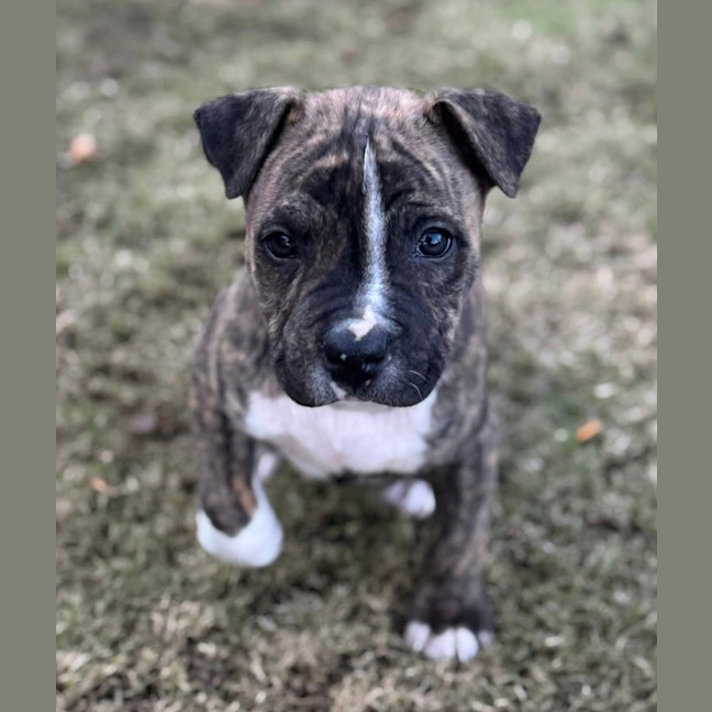 Photo of Jack Of Hearts 