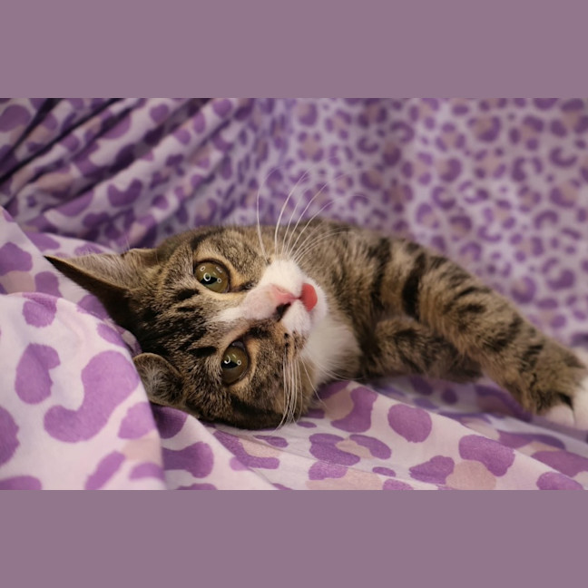 Photo of Gertrude Mc Fuzz