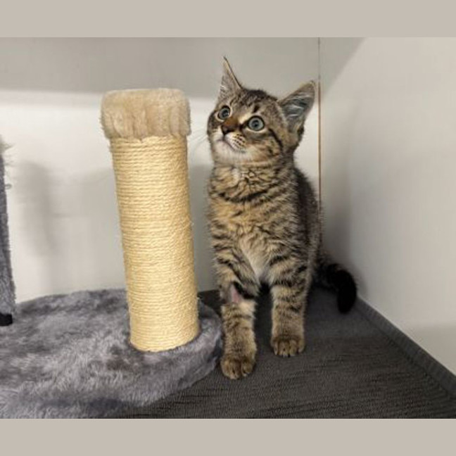 Photo of Mocha