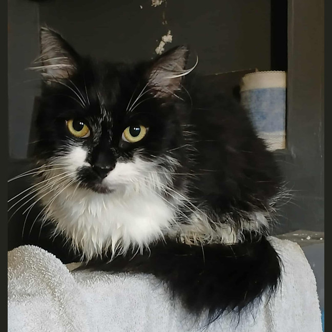 Photo of Valentine *9 Lives Project Rescue*