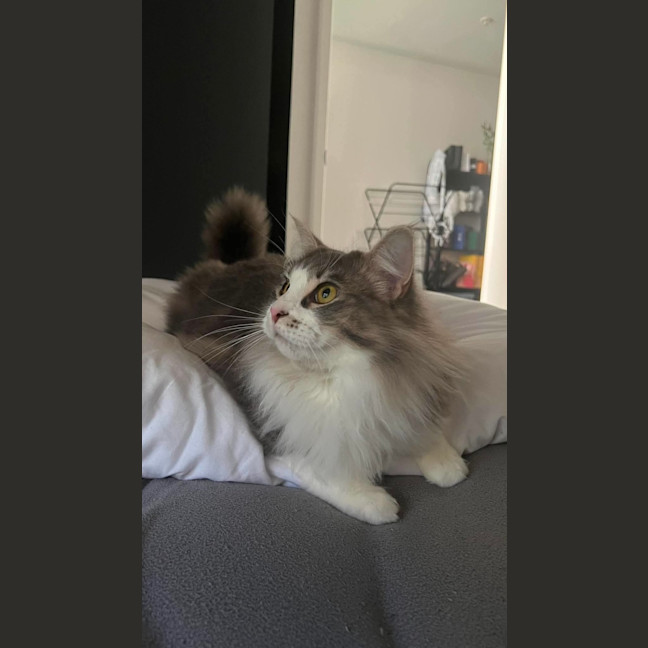 Photo of Mochi & Duman