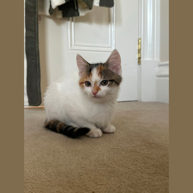 Photo of Flora