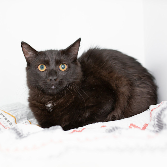 Photo of Cooper