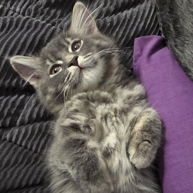 Photo of Lewis Paw Milton