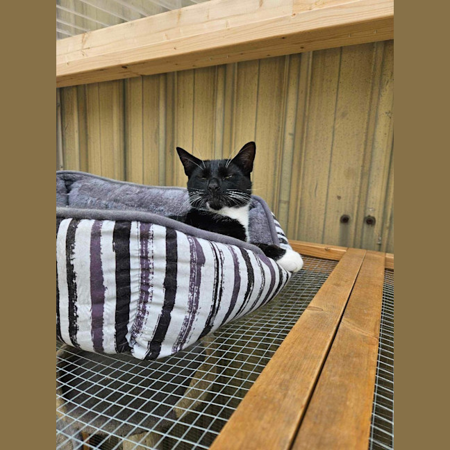Photo of Oreo