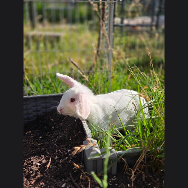 Photo of Gidget 