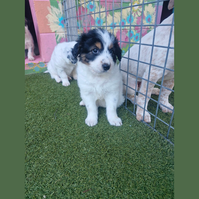 Photo of D1186 Peanut