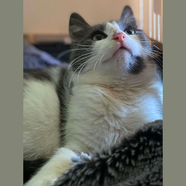 Photo of Dimple