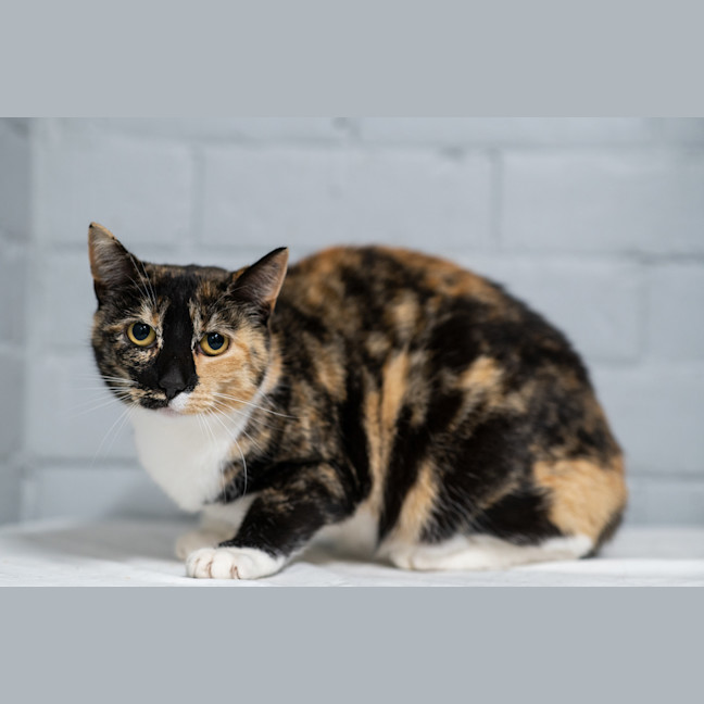 Photo of Bonnie